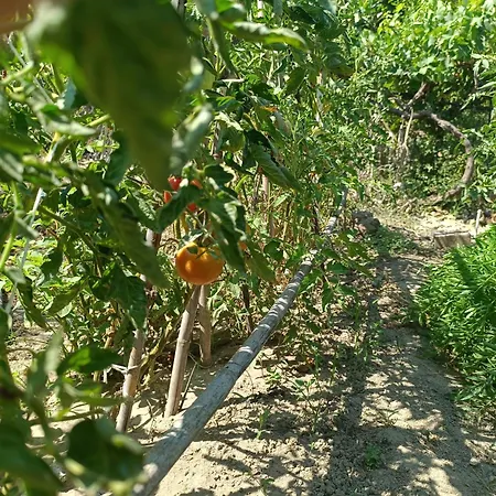 Apartamento Corfu Countryside